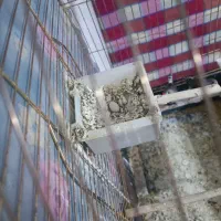 فنچ گورخری|پرنده|ارومیه, |دیوار