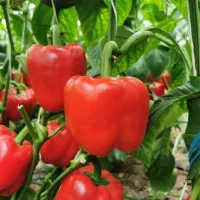 اجاره گلخانه صنعتی ۲۰۰۰متری