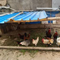 مرغ  وخروس محلی