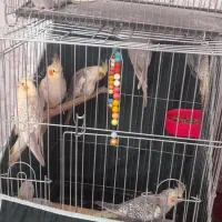 عروس هلندی ۸۰۰تومن