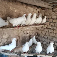 کبوتر سفید اراکی