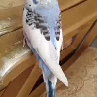 جوجه مرغ عشق