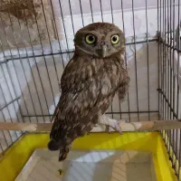 پرنده گمشده