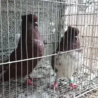 گرگی خال قدیم اخمو