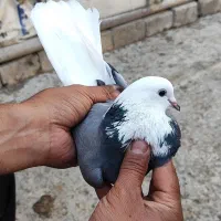 شازده سبز- کبوتر