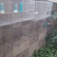 قفس جوجه پرون با لوازم ضخیم