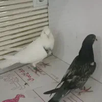سبز