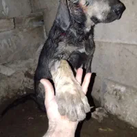 پژدر|سگ|شاهرود, |دیوار