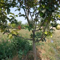 باسلام یک باب باغ در واقی روستای علی بلاغی|فروش زمین و ملک کلنگی|نمین, |دیوار