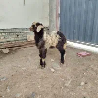 بره نر برای پلوار