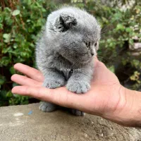 گربه تپلی و با اصالت اسکاتیش