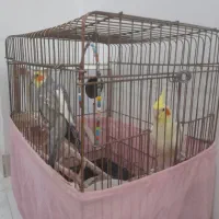 عروس هلندی نرو ماده زیبا دستی