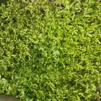 تولکی  تماته