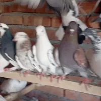 چهل کبوتر|پرنده|نقده, |دیوار