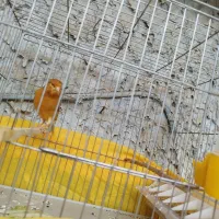 قناری جفت جوجه مهست|پرنده|اهواز, نیوساید|دیوار