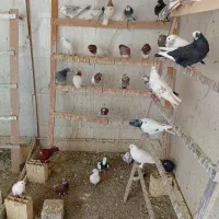 کبوتر|پرنده|تبریز, |دیوار