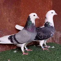 کبوتر بلند پرواز شمال( بندرگز )