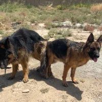 ماده ژرمن|سگ|رباطکریم, وهن آباد|دیوار