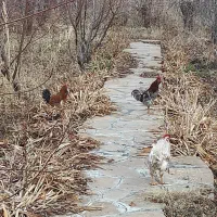 مرغ وخروس نیمچه گلین|حیوانات مزرعه|سنندج, |دیوار