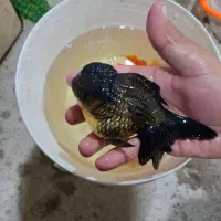 انواع گلدفیش