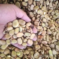 باقالی،باقله