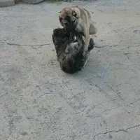 سگ سراب|سگ|سنقر, |دیوار