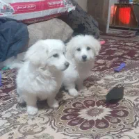 جفت نر و ماده نژاد اشپیتز|سگ|وحیدیه, |دیوار