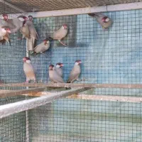 فنج نرگسی شکلاتی|پرنده|کازرون, |دیوار