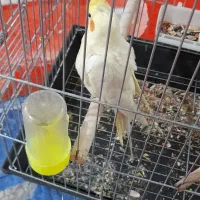 پرنده|پرنده|اهواز, پردیس|دیوار
