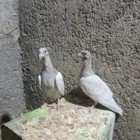 کفتر جوجه الماسی بدون خط