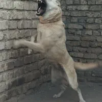 توله لاس