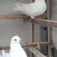 کفتر خوب|پرنده|تهران, بهداشت|دیوار