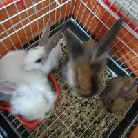 واگذاری ۵ تاخرگوش