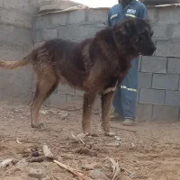 سگ قدرجونی درشت هیکل