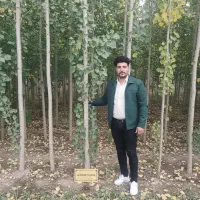 نهال صنوبر صنعتی، رشد سریع + درآمد تضمینی