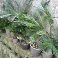 تعدادی گل سیکاس در سایز های مختلف|گل و گیاه طبیعی|رودسر, |دیوار