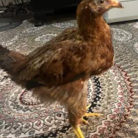 جوجه مرغ