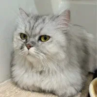 گربه بریتیش