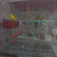 دو عدو مرغ عشق  باقفس و لوازم|پرنده|اسلام‌شهر, شهرک واوان|دیوار