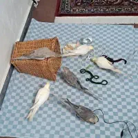 فروش عروس هلندی یکجا