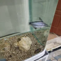 آکواریوم و ماهی|ماهی|مریوان, |دیوار