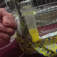 سیره ملیح نازار