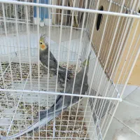 دو جفت عروس هلندی یا پاریس|پرنده|کارون, |دیوار