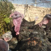 بوقلمون برنز یکساله
