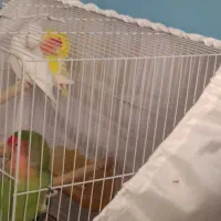 قفس با پرنده