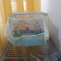 سلام یک جفت فنچ با تخم معاوضه با عروس هلندی اهلی