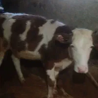 سه راس گوساله به فروش میرسد|حیوانات مزرعه|ایوان, |دیوار