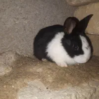 خرگوش|موش و خرگوش|فیروزآباد (فارس), |دیوار