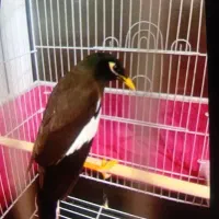 بدبده بخون صحرایی|پرنده|دره رود, |دیوار