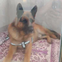 ژرمن شپرد شو لاین نراصیل آپارتمانی فی۲۵